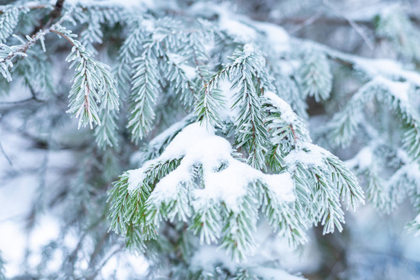 Frosted fir tree branch, background - Photo, image