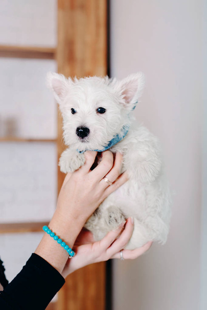 West Highland White Terrier puppy - Foto, imagen