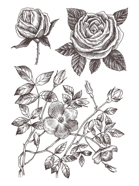 Luonnonvaraiset ruusut kukkivat oksa eristetty valkoinen. Vintage kasvitieteellinen käsin piirretty kuva. Kevään kukkia puutarha nousi, koira nousi. Vektorisuunnittelu. Voi käyttää onnittelukortteja, hääkutsuja
 - Vektori, kuva
