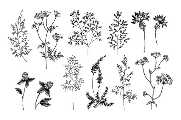 Wild and herbs plants set. Outline, Silhouette and sketch botanical hand drawn illustration. Spring flowers. Vector design. Can use for greeting cards, wedding invitations, patterns. - Вектор, зображення