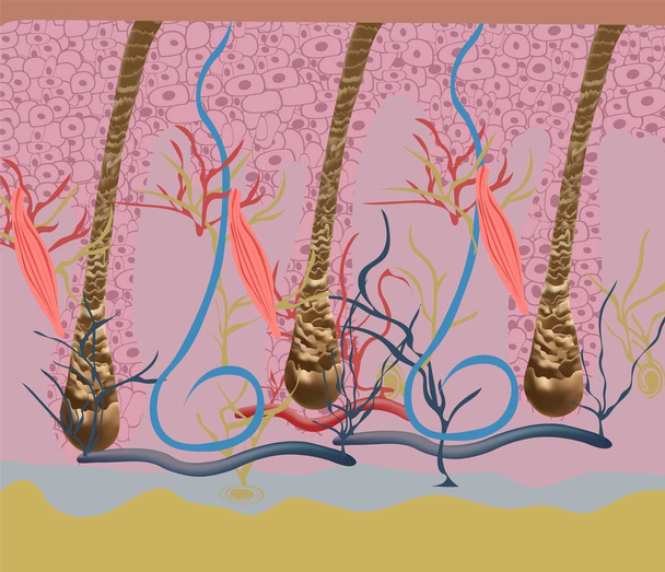 Структура і цикли росту волосся на голові людини під мікроскопом крупним планом. Векторні ілюстрації. Волосся під шкірою
. - Вектор, зображення