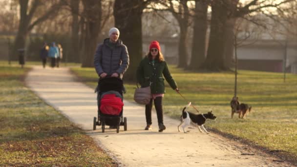 Jonge familie en een hond lopen met een kinderwagen in de winter park. Andere honden blaffen tegen hun huisdier. Regels van het wandelen dieren op openbare plaatsen - Video