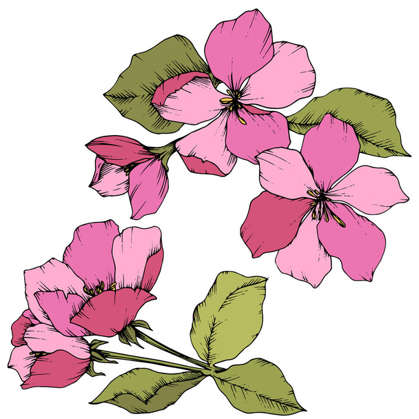Vector Apple blossom floral botanical flower. Pink and green engraved ink art. Isolated flowers illustration element. - Vector, Image