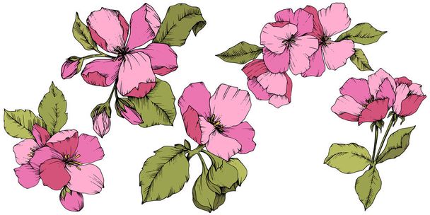Vektori Omena kukka kukka kasvitieteellinen kukka. Vaaleanpunainen ja vihreä kaiverrettu muste taidetta. Erilliset kukat kuvitus elementti
. - Vektori, kuva