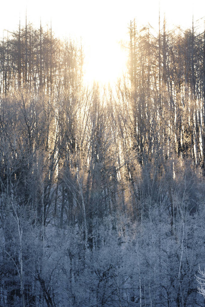 мороз покритий деревом і схід сонця
 - Фото, зображення