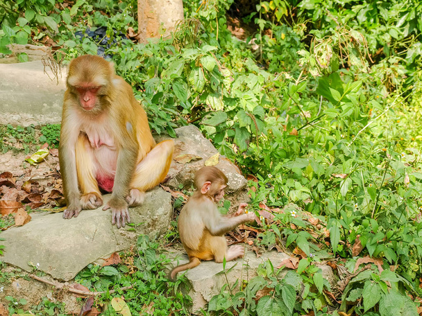 Madre e bambino di scimmia macaco rhesus nel territorio di Swayambhunath noto anche come tempio delle scimmie, Kathmandu, Nepal
 - Foto, immagini
