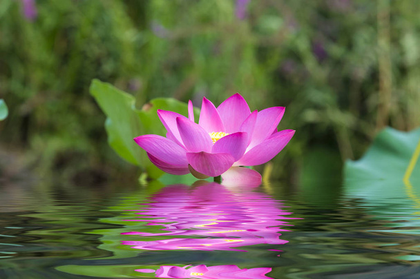 Almohadillas de lirio floreciendo en el estanque
 - Foto, imagen