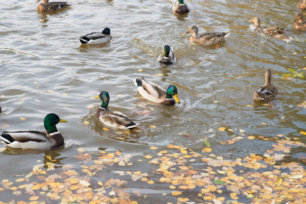 Kacsa, úszás a tóban, a sárga őszi lehullott levelek, a víz  - Fotó, kép