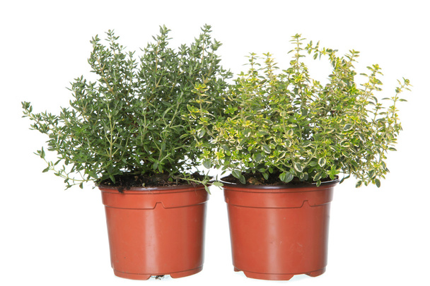 plants de thym et de thym citron dans des pots isolés sur du blanc
 - Photo, image