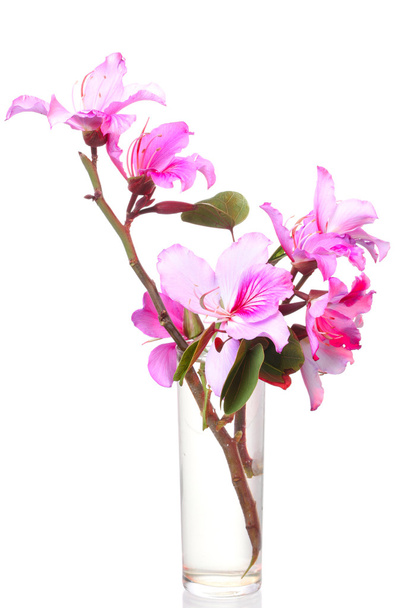 pembe bauhinia çiçek cam - Fotoğraf, Görsel