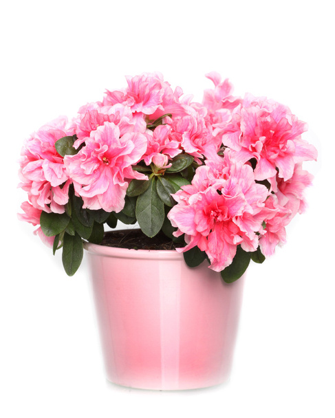 新鮮な白い背景の上の鍋でピンクのツツジ咲く - 写真・画像
