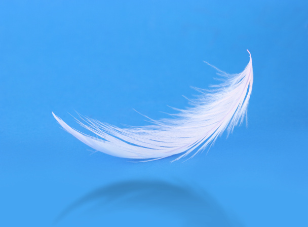 létající bílé peří na modrém pozadí - Fotografie, Obrázek