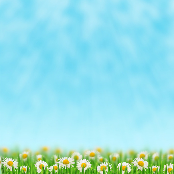 Daisies in the grass - 写真・画像