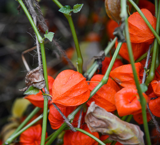 Planta de otoño de Physalis o plantas de linterna china
. - Foto, imagen