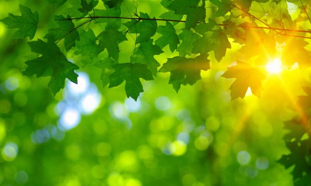 Green leaves on the sun. Spring blurred background. - Photo, Image