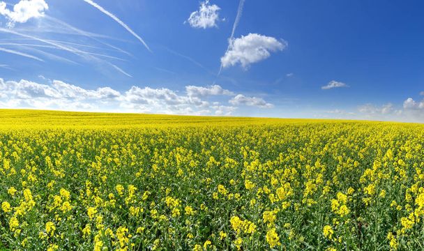 Champ de colza jaune fleuri avec de nombreuses traînées dans le ciel bleu
 - Photo, image