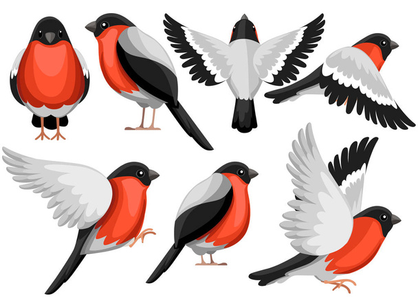 Colorful Icon set of Bullfinch bird. Flat cartoon character design. Bird icon in different side of view. Winter bird. Vector illustration isolated on white background. - Vector, Image