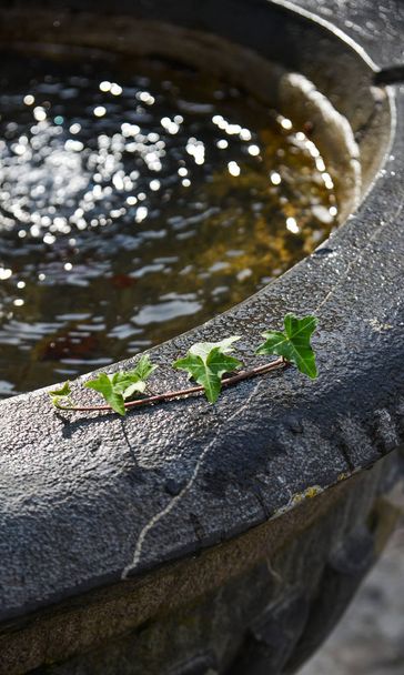 Green leaves on water sink with sun light. Nature background. - Photo, Image