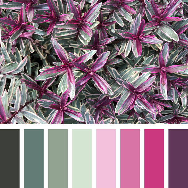 A background of the variegated shrub hebes, in shades of green, pink and purple, In a colour palette with complimentary colour swatches. - Photo, Image
