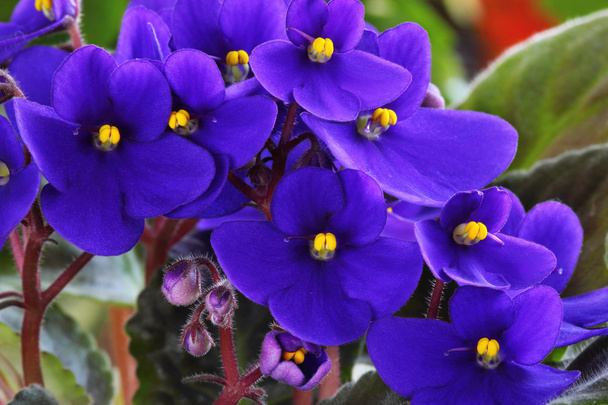 Violet saintpaulia - Photo, Image