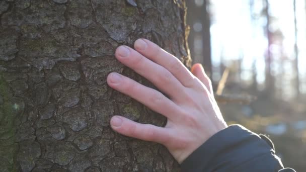 Mladých mužských rukou hladil kůry borovice s sluneční světlo v pozadí. Nelze rozpoznat člověka dotýká kmen stromu v lese na slunečný den. Koncepce ochrany životního prostředí. Detailní záběr Zpomalený pohyb - Záběry, video