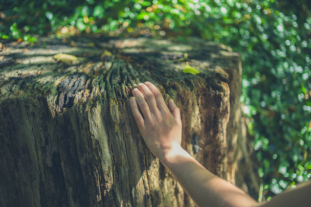 A young female hand is touching a tree stump - Φωτογραφία, εικόνα