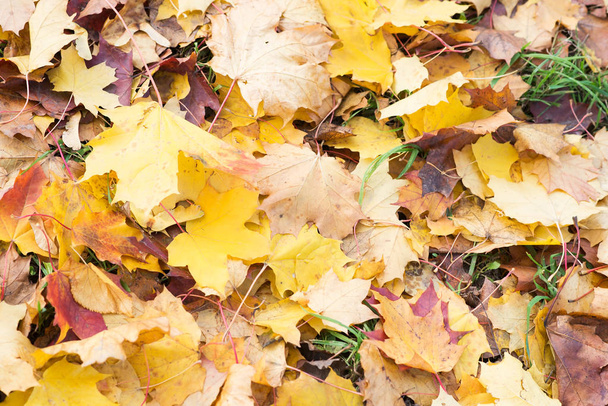 Bright yellow autumn fallen leaves - Photo, Image
