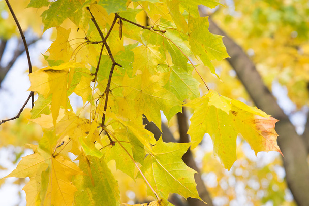 Close view of golden autumnal leaves on tree branches  - Foto, Imagem