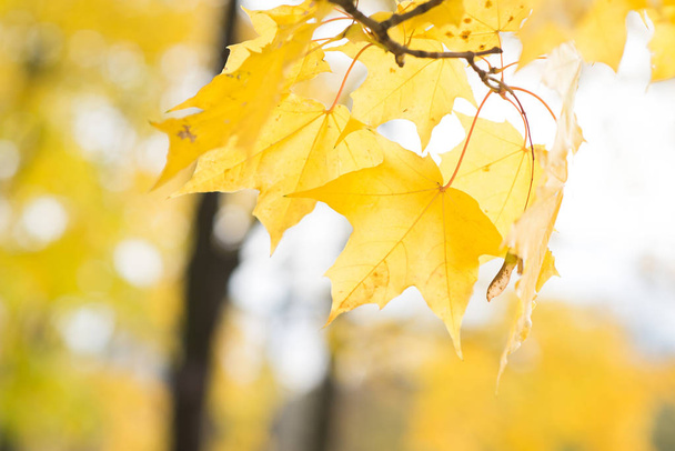 Close view of golden autumnal leaves on tree branches  - Photo, Image