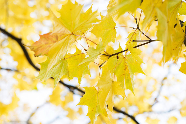 Zamknij widok złoty jesiennych liści na gałęzi drzewa  - Zdjęcie, obraz
