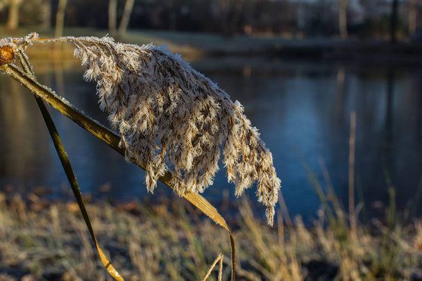 Natur element close-up, bruin droge riet bedekt met vorst in ijs van vijver, winter natuurlijke achtergrond - Foto, afbeelding