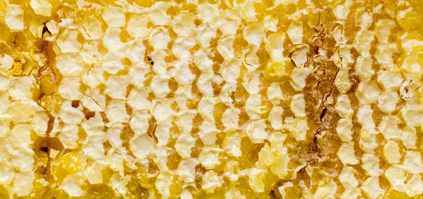 Honeycomb - Valokuva, kuva