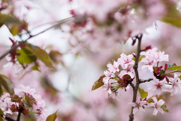Close view of tender blooming pink sakura tree in spring garden - Zdjęcie, obraz