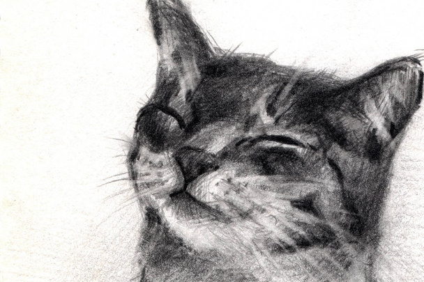 Drawing a cat with a pencil - Photo, Image