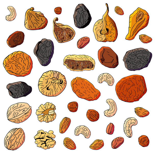 set of colorful different dried fruit and Nuts.Elements isolated on white background.Color, hand drawn.Vector illustration - Vector, Image