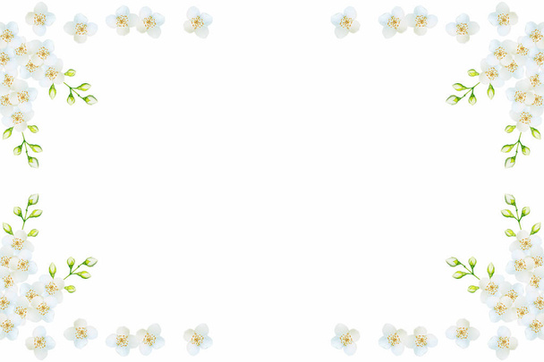 branch of jasmine flowers isolated on white background.  - Foto, Imagem