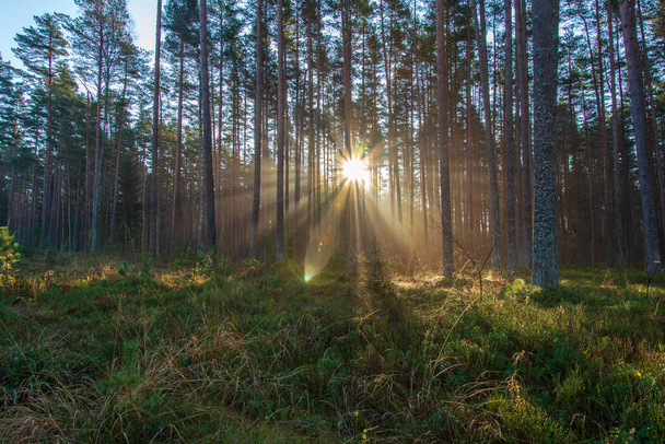 luonnollinen auringon valonsäteet paistaa läpi puun oksat kesäaamuna sadepisarat märkä lehvistö
 - Valokuva, kuva