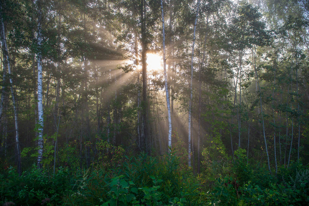 raggi di luce naturale del sole che splendono attraverso i rami degli alberi al mattino d'estate con gocce di pioggia sul fogliame bagnato
 - Foto, immagini