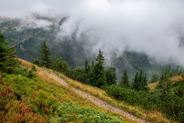 spacery nad chmury w Tatry słowackie. oznakowane szlaki turystyczne z skał w mglisty jesienny poranek - Zdjęcie, obraz