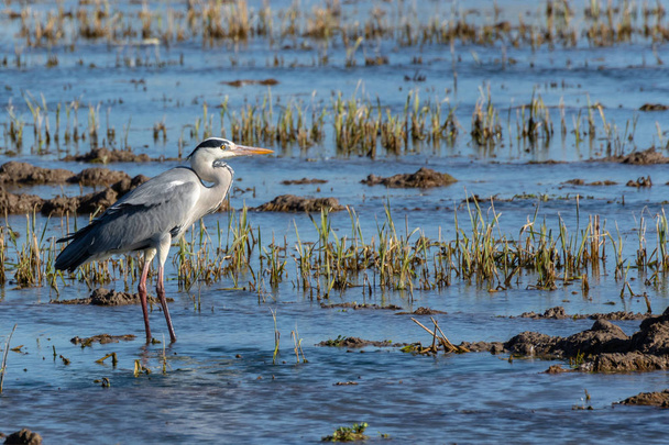 beautiful grey heron (Ardea cinerea) prostrate in the rice fields of the natural park of Albufera, Valencia, Spain. Nature background - Photo, Image