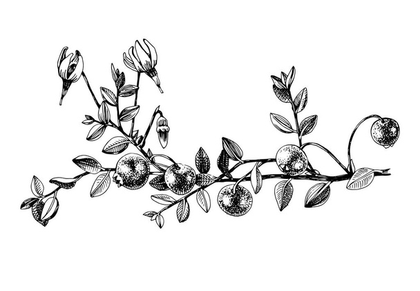 Hand drawn cranberry plant - Vetor, Imagem