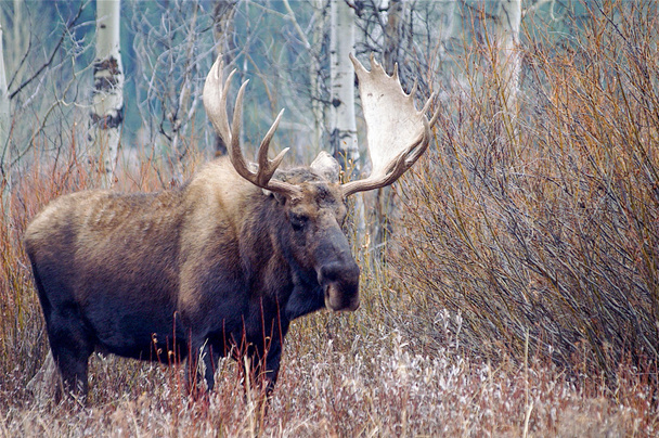 Bull moose - Foto, afbeelding