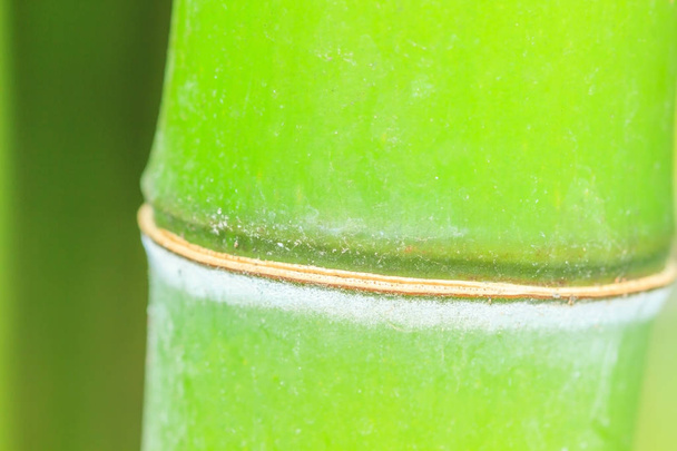 Bamboo close up with natural blurred green background - Photo, Image