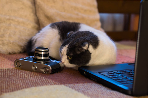 カメラの横にノート パソコンの前に座っている猫 - 写真・画像