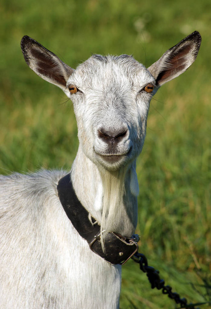 Todas as cabras domésticas (Capra aegagrus hircus) têm olhos com pupila horizontal e alguns deles não têm chifres
 - Foto, Imagem