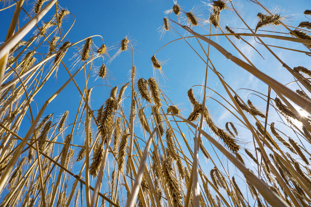 夏収穫直前の麦畑 - 写真・画像