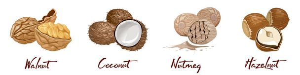 Set of named vector icons nuts and seeds. Nutrition and agriculture concept. Walnut, coconut, nutmeg, hazelnut. - Vector, Image