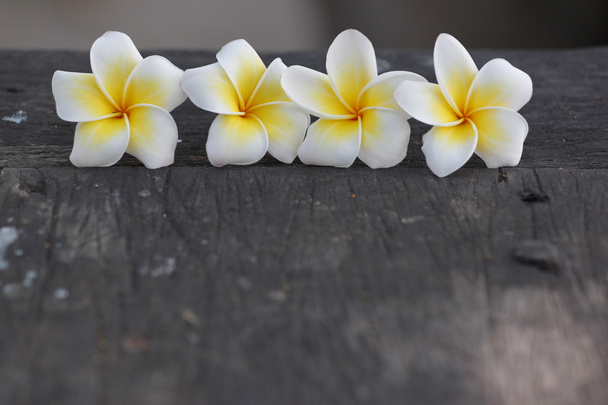 In a row Frangipani Flower on old woods. - Photo, Image