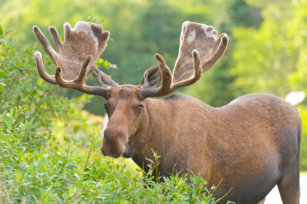 Moose in fluweel voederen in de wildernis - Foto, afbeelding