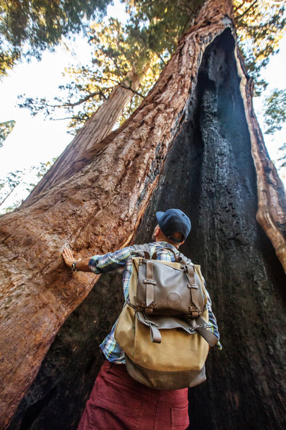 Hiker in Sequoia national park in California, USA - Fotó, kép